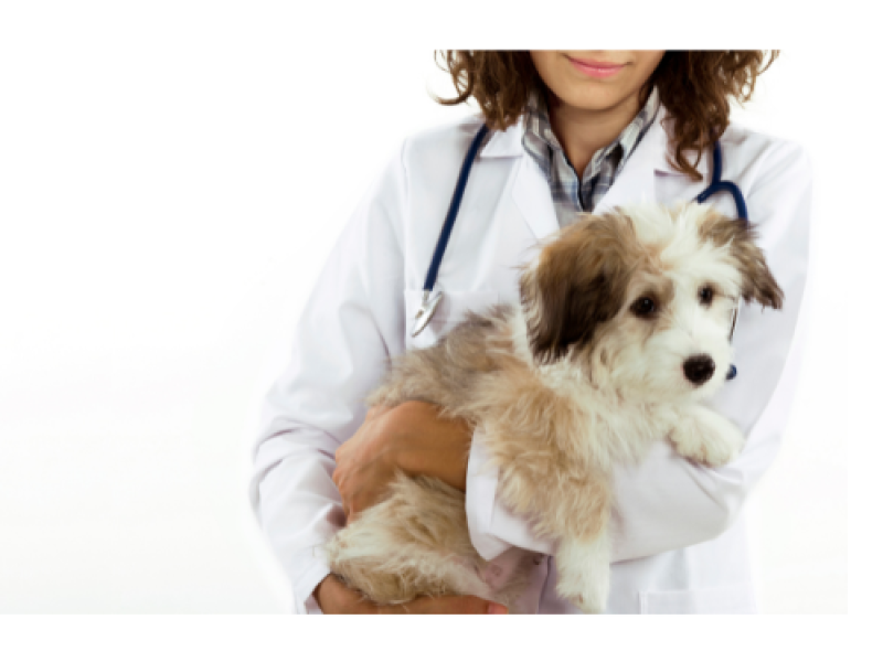 Servicio farmacia veterinaria